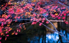 亚洲国产熟妇无码一区二区三区H